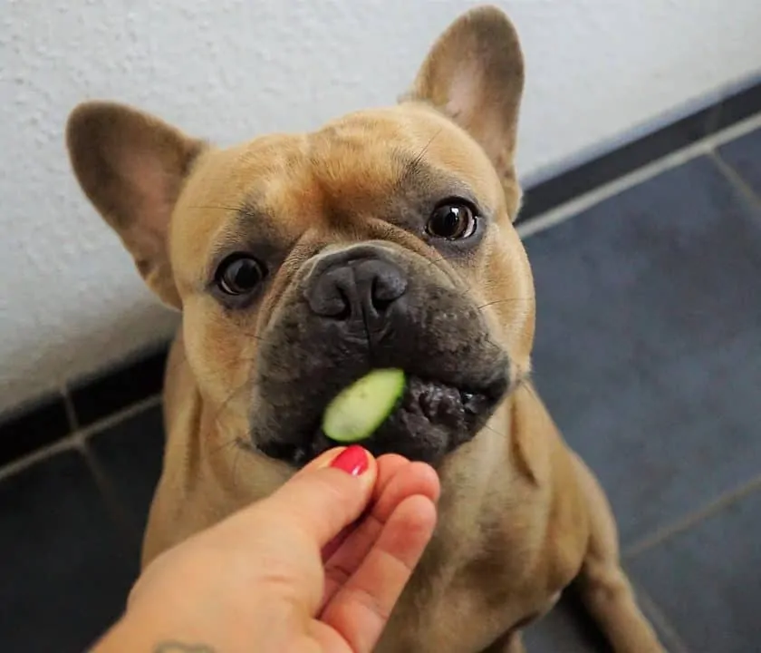 feeding-your-dog-by-hand-means-love
