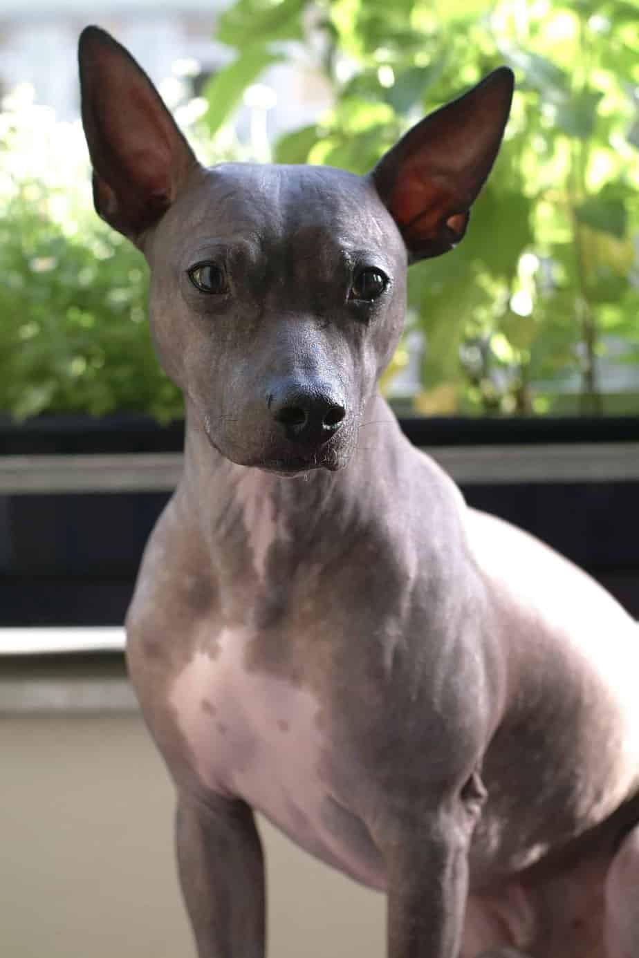 American Hairless Terrier: The cleanest dog
