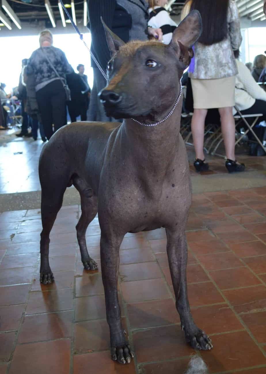 Xoloitzcuintli: top 3 cleanest dog