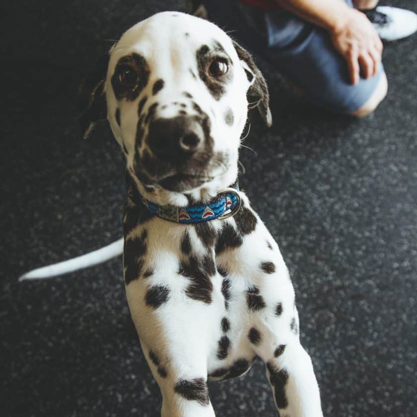 Dalmatian: Top Cleanest dog breed