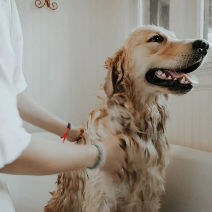 why do dogs pant: your dog is pregnant