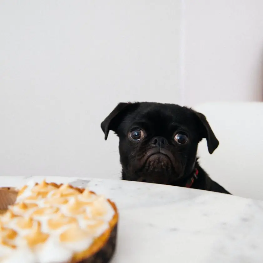 make a homemade dog food if you can't afford to take care of your dog