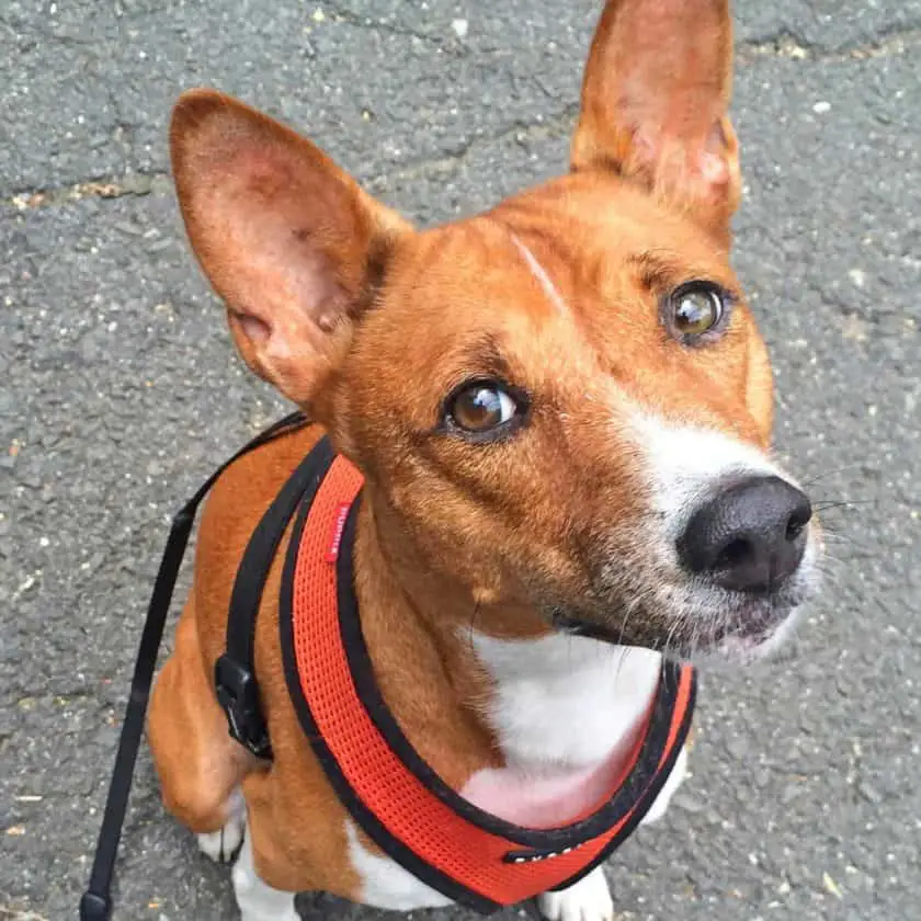 Basenji top 2 cleanest dog