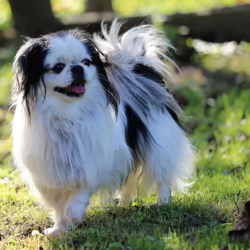 Japanese Chin top 4 cleanest dog
