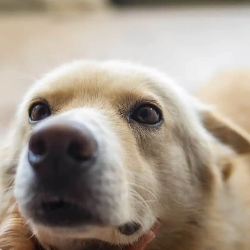Wiggling of dog eyebrows is a sign of love to you