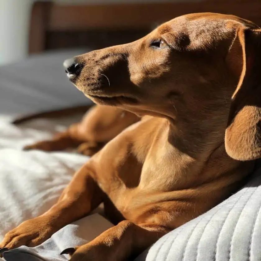 11 Ways To Tell If Your Dog Is Sad Or Upset: Changes to their appetite