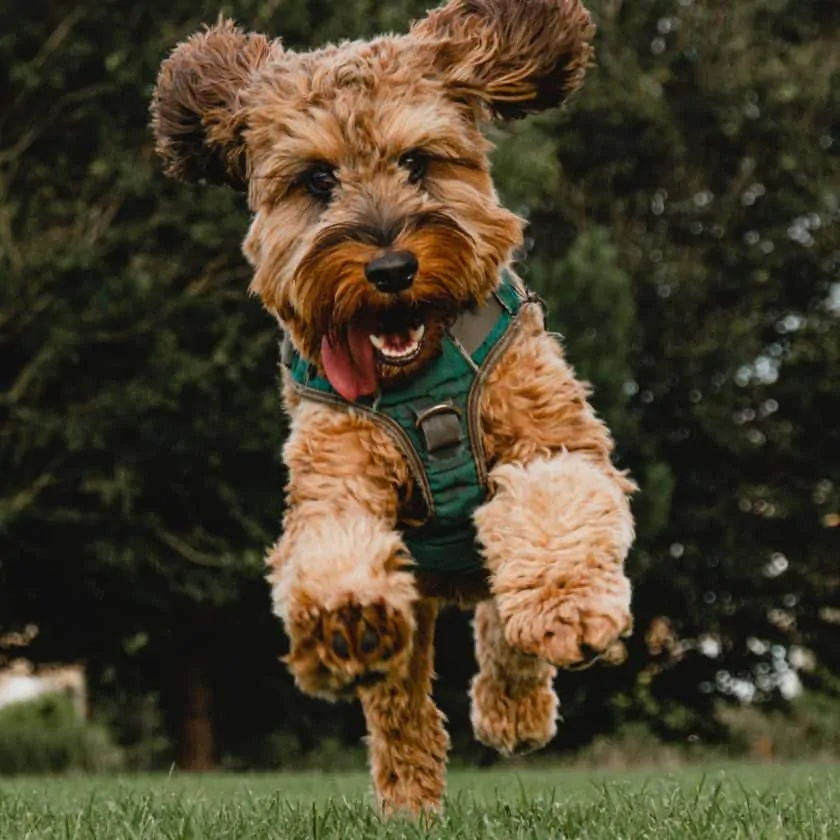 Dog panting can be a sign of excitement or uneasiness