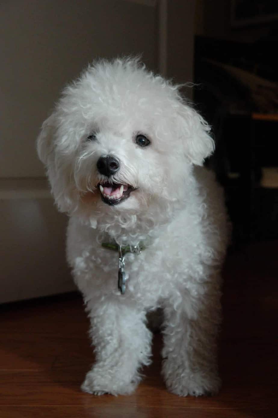 Bichon Frise top 5 cleanest dog breed