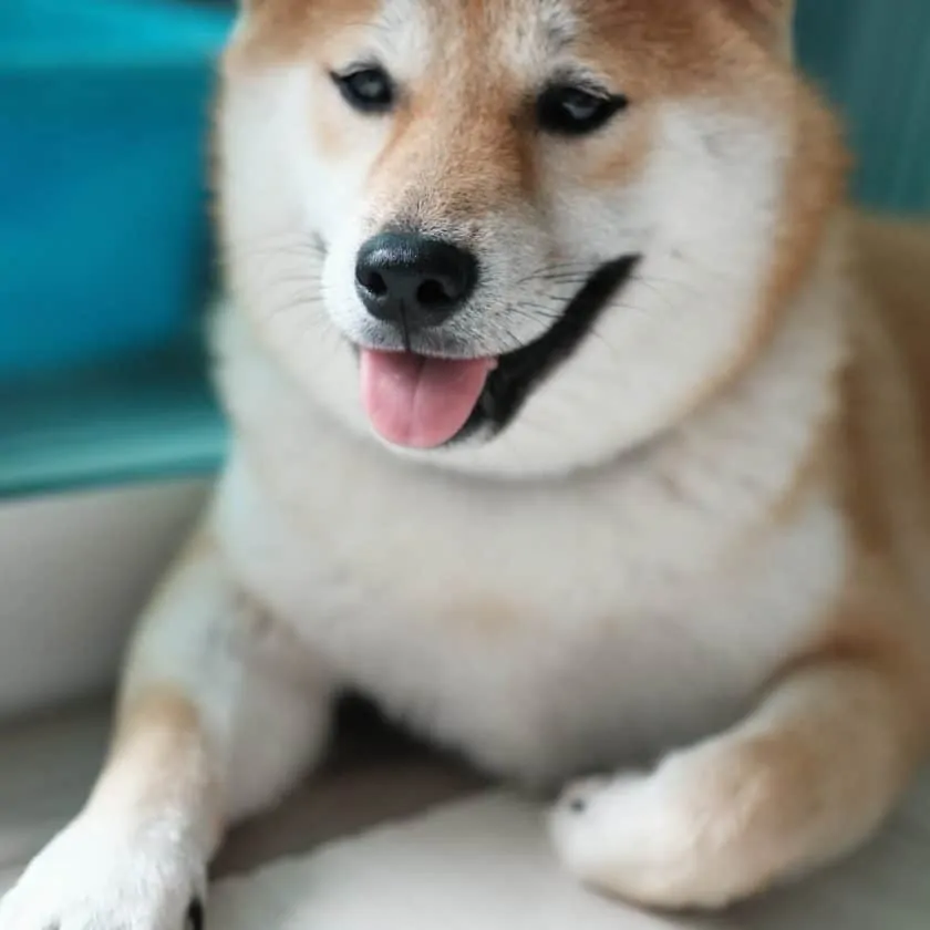 Shiba Inu: Top 10 Cleanest dog breed