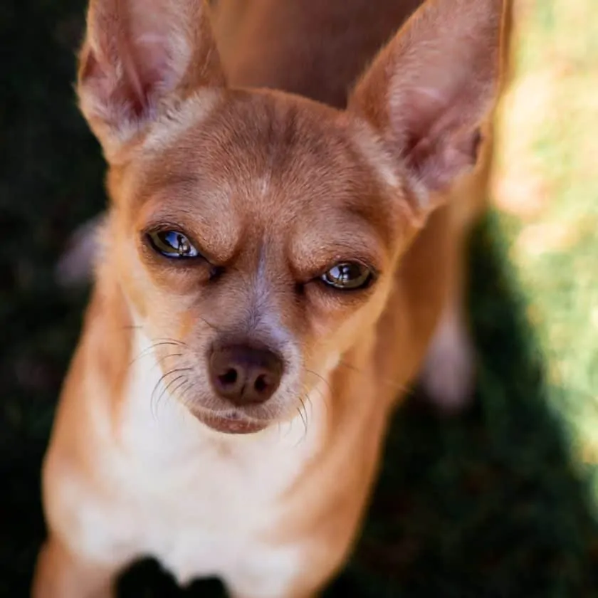 Chihuahua: Top 6 cleanest dog breed