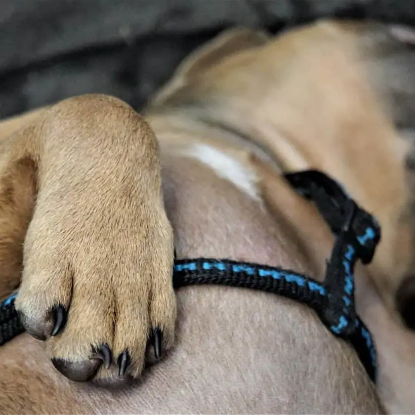 Dog Sleeping Positions - Belly Up