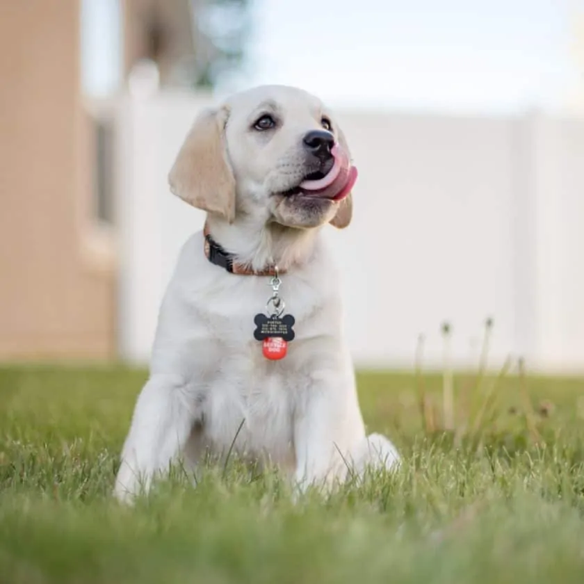 What does it mean when your dog licks you - Instinct