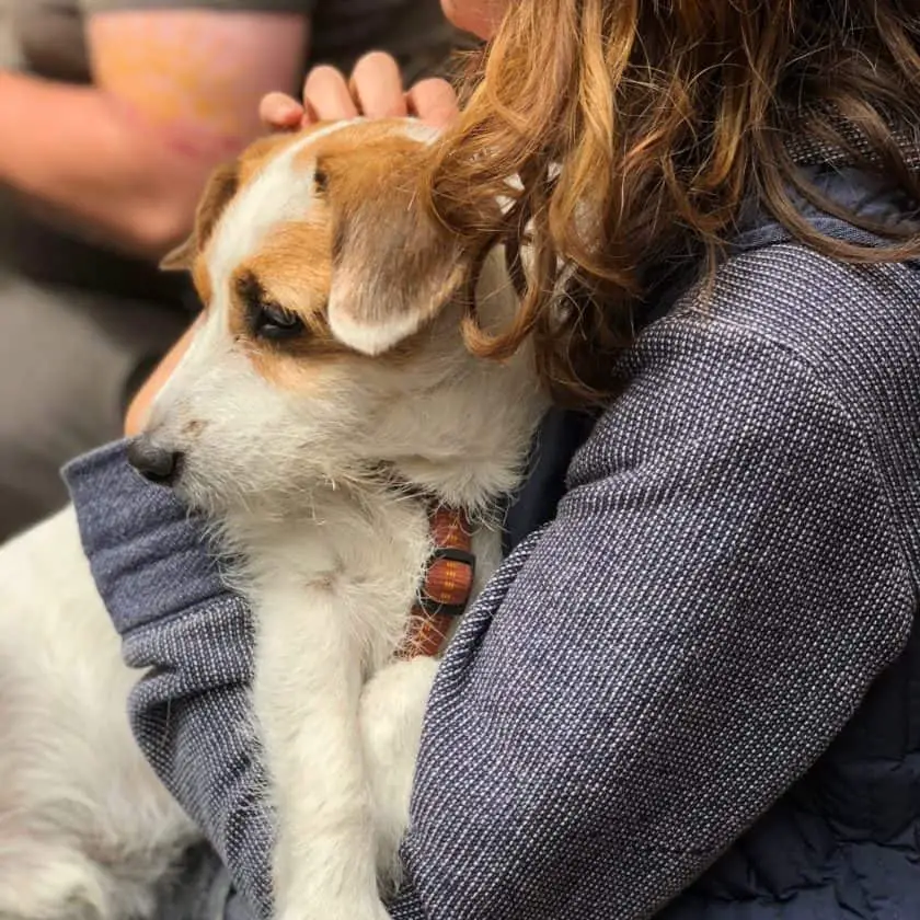 Is it OK to hug your dog?