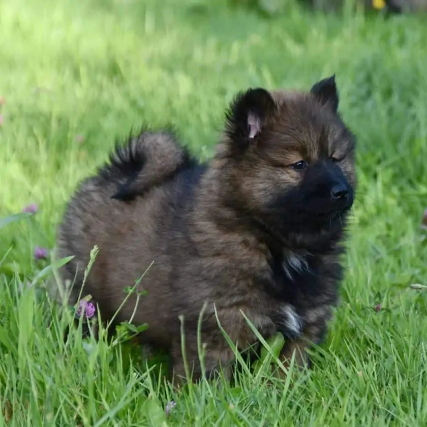 Why is my puppy eating grass?