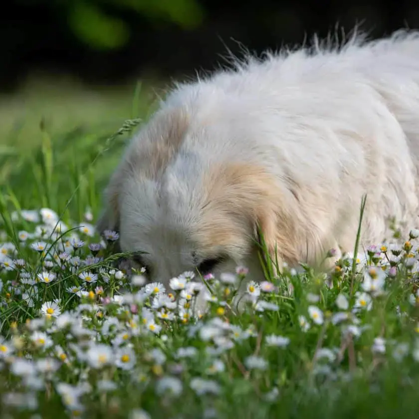 Why does my dog eat grass then throw up?