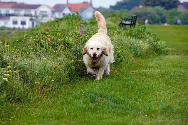 Walking is one of the best exercises for dogs