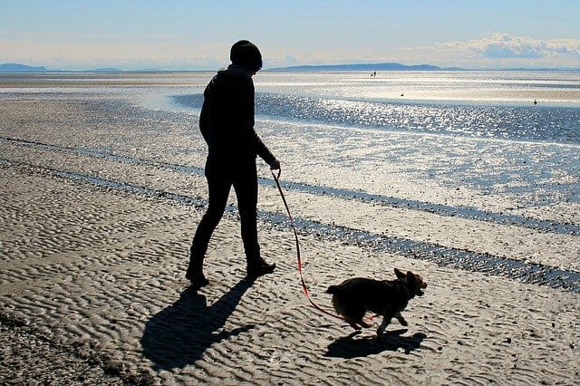 What are the benefits of walking your dog daily