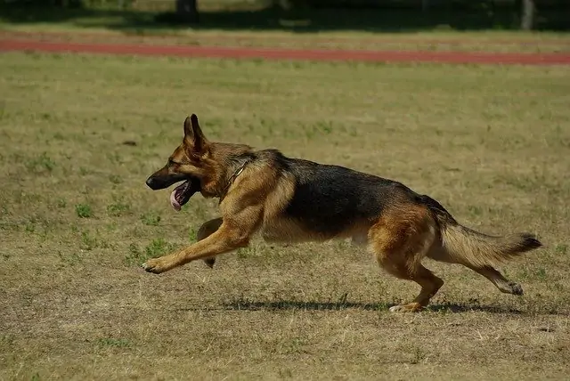 German Shepherd