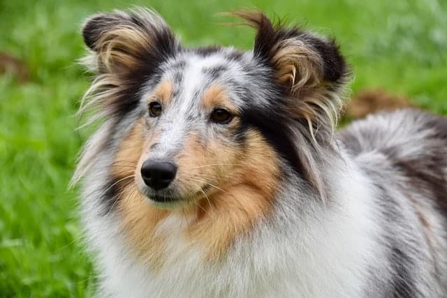 Shetland Sheepdog