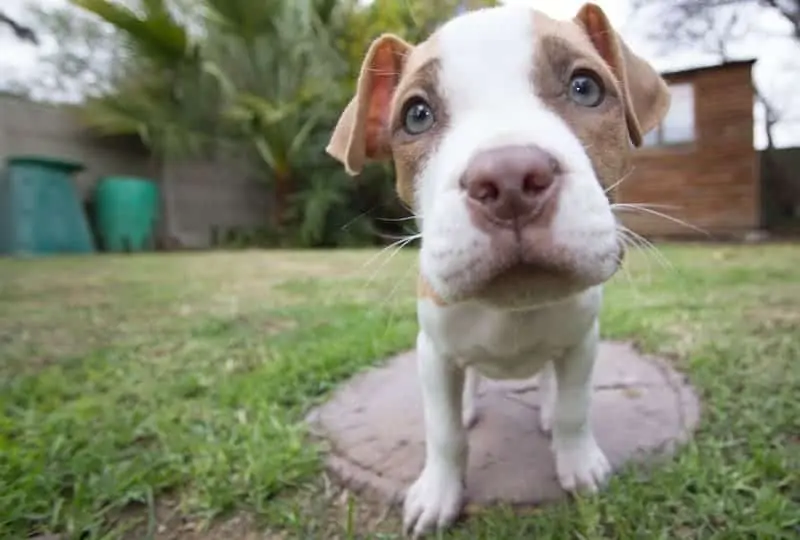Green-eyed American Pitbull Terrier