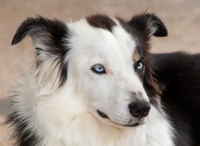Green-eyed Border Collie is one of the Dog Breeds That Have Green Eyes