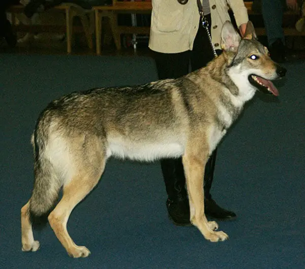 Czechoslovakian Vlcak Dog