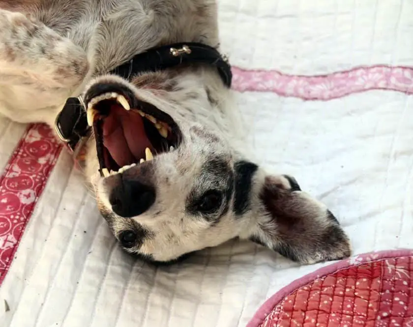Playful dog rolling on its back with its mouth open.