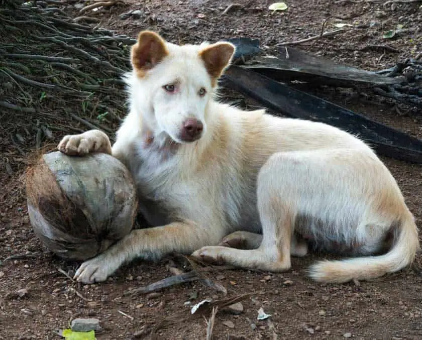 Coconut milk shop and dogs