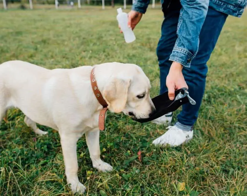 Can Dogs Drink Gatorade Dogs N Stuff