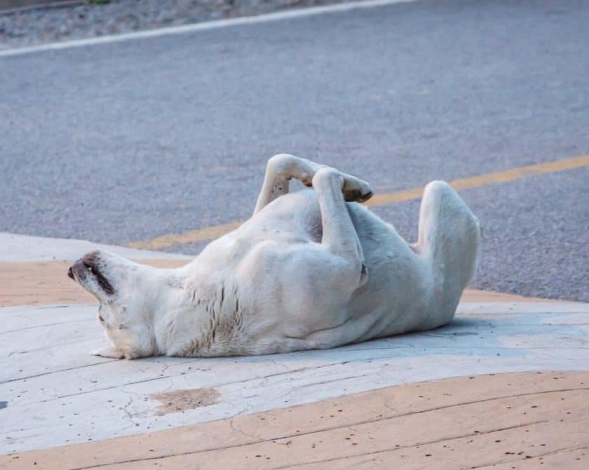 White dog laying on its back playing dead.