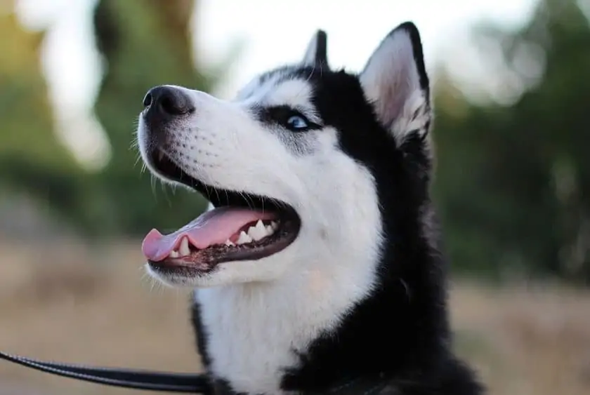 Face of a husky with bright blue eyes.