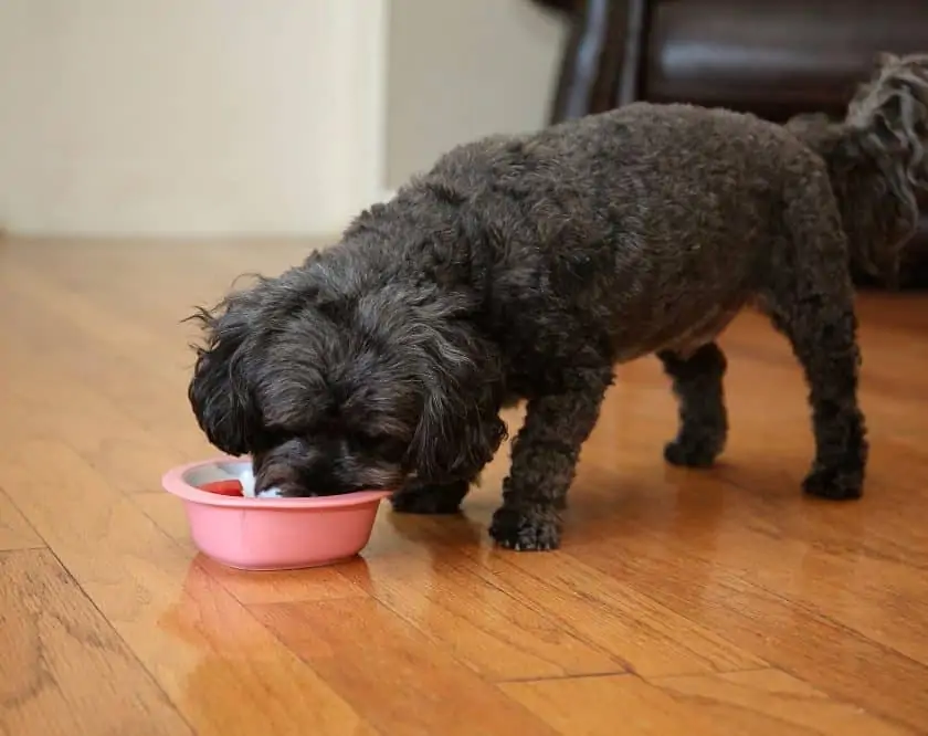 Can dogs eat baked cheap beans