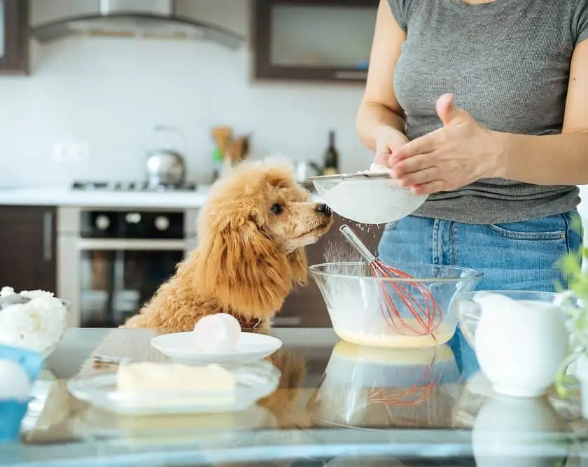 Can dogs eat white clearance flour