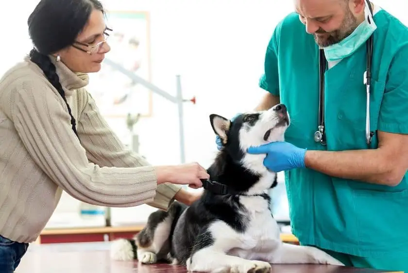 Veterinarian showing a dog owner how to check a dog’s pulse
