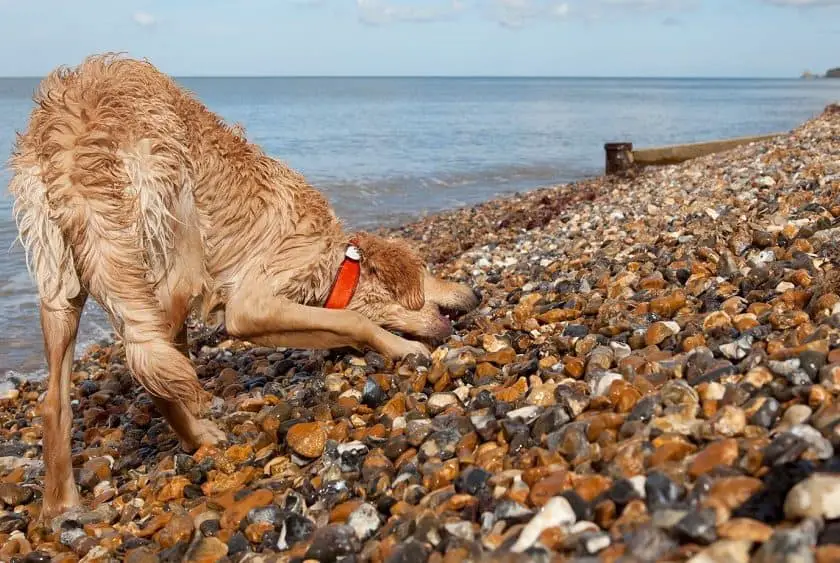 Dog eating stones on a pebble lake shore.