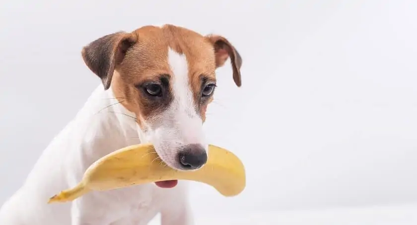 Can dogs hotsell have banana peels