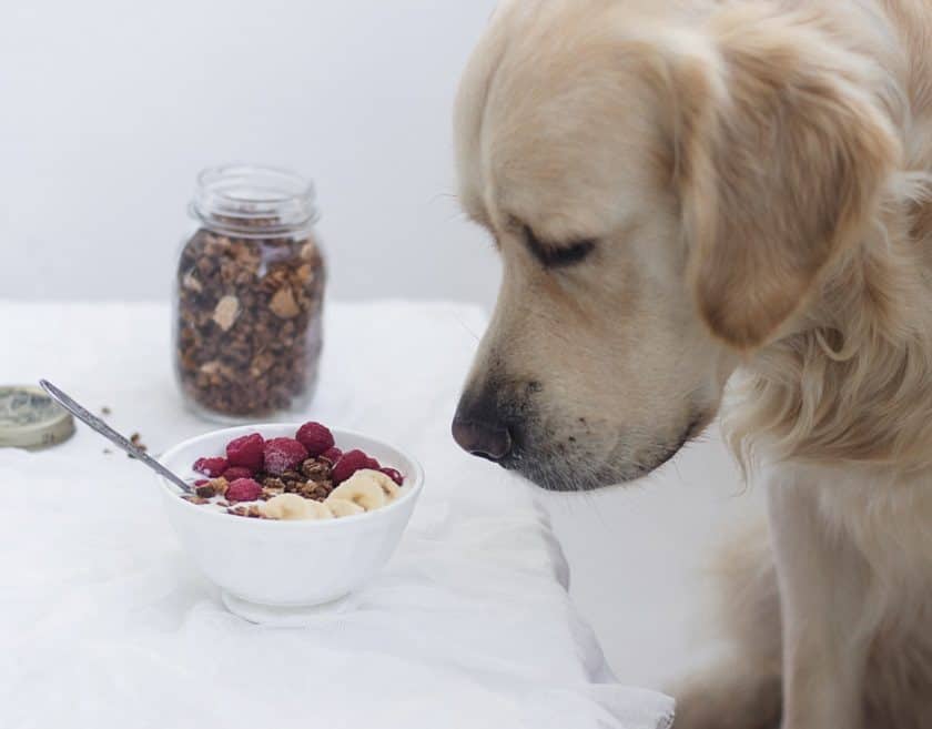 Can dogs eat store granola