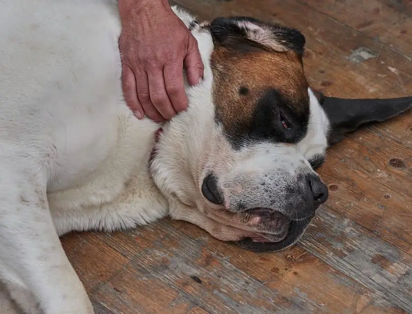 what happens when a dog has a stroke