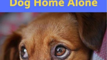 leaving your dog home alone