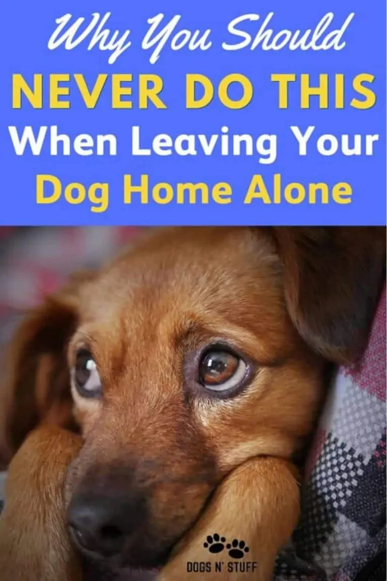 Why You Should NEVER Do This When Leaving Your Dog Home Alone Dogs 'N
