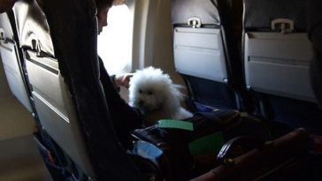 dog on plane