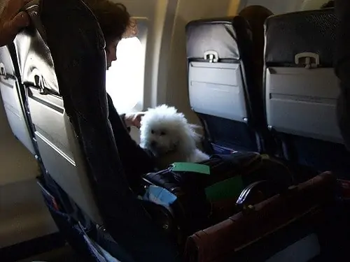 dog on plane
