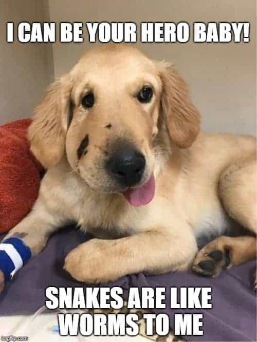 dog saves owner from snake