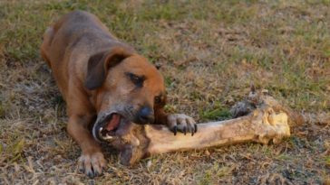 what bones are good for dogs