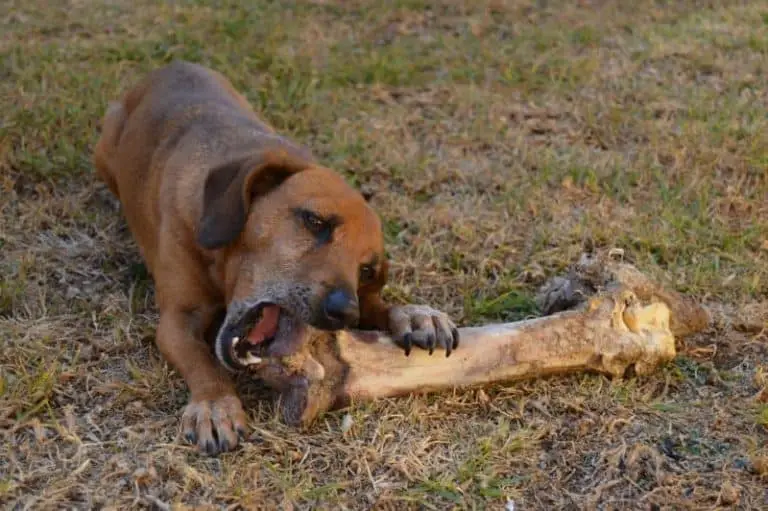 The Fantastic Benefits And Serious Hazards Of Feeding Your Dog Bones! Dogs 'N Stuff