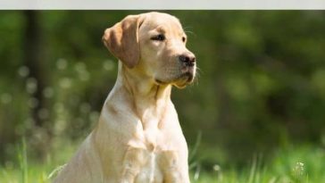 why do dogs dig holes