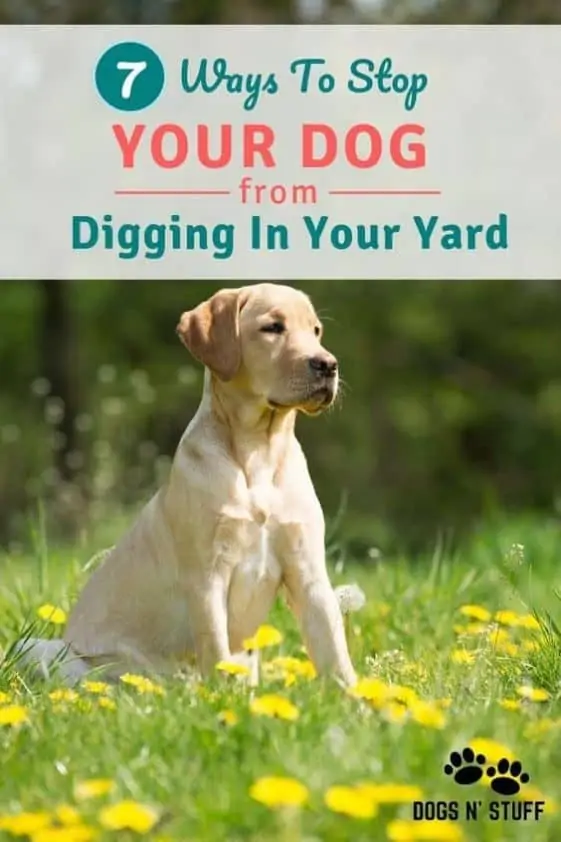 Why Is My Dog Digging Holes All Of A Sudden? Dogs 'N Stuff