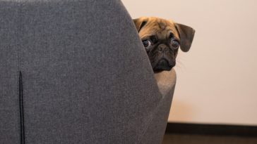 sounds that terrifies dogs