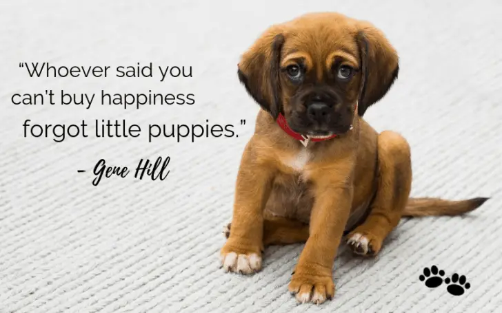 30 Inspiring Dog Quotes That Will Surely Melt Your Heart – Dogs 'n Stuff