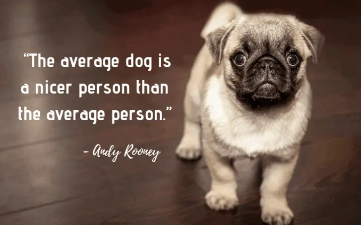 30 Inspiring Dog Quotes That Will Surely Melt Your Heart – Dogs 'N Stuff